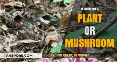Ghost Pipe: Unveiling Its True Nature - Plant or Mushroom?
