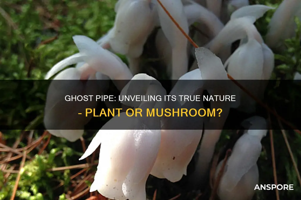 is ghost pipe a plant or mushroom