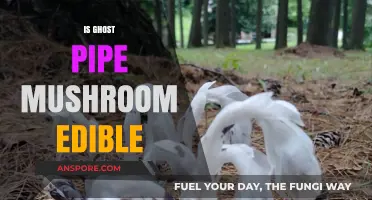 Is Ghost Pipe Mushroom Edible? Exploring Its Safety and Uses