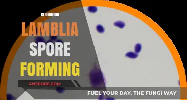 Does Giardia Lamblia Form Spores? Unraveling the Parasite's Survival Mechanisms