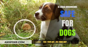 Are Grass Mushrooms Safe for Dogs? A Pet Owner's Guide