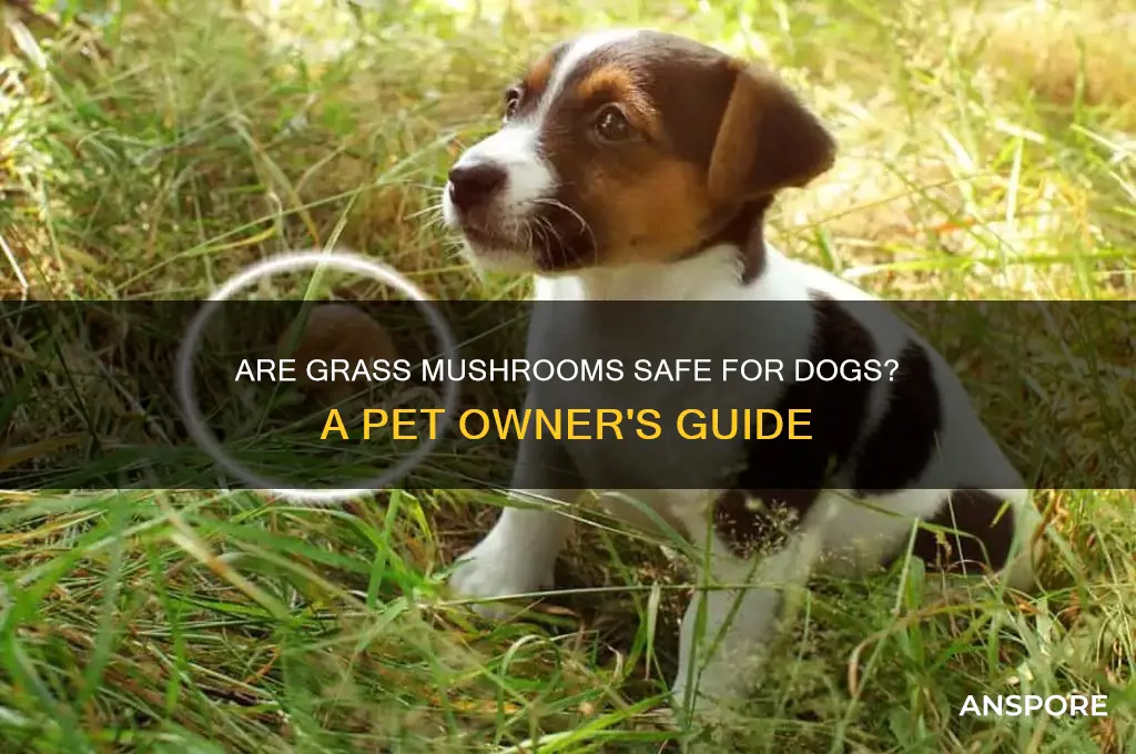 is grass mushrooms safe for dogs