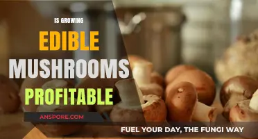 Is Growing Edible Mushrooms a Profitable Business Venture?