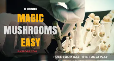 Growing Magic Mushrooms: Simple Steps or Complex Cultivation?