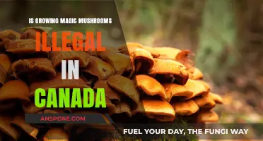 Is Growing Magic Mushrooms Illegal in Canada? Legal Insights