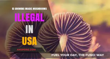 Is Growing Magic Mushrooms Illegal in the USA? Legal Insights