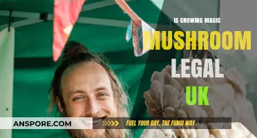 Is Growing Magic Mushrooms Legal in the UK? Explained