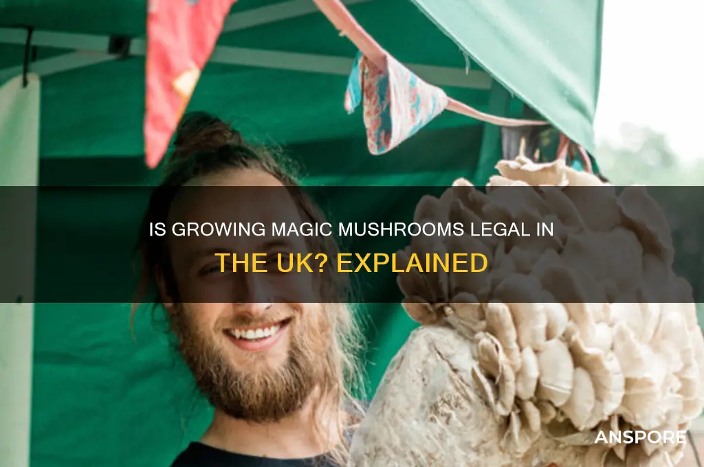 is growing magic mushrooms legal uk