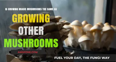 Magic Mushrooms vs. Regular: Cultivation Differences Explained