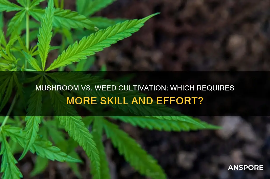 is growing mushroom harder than weed