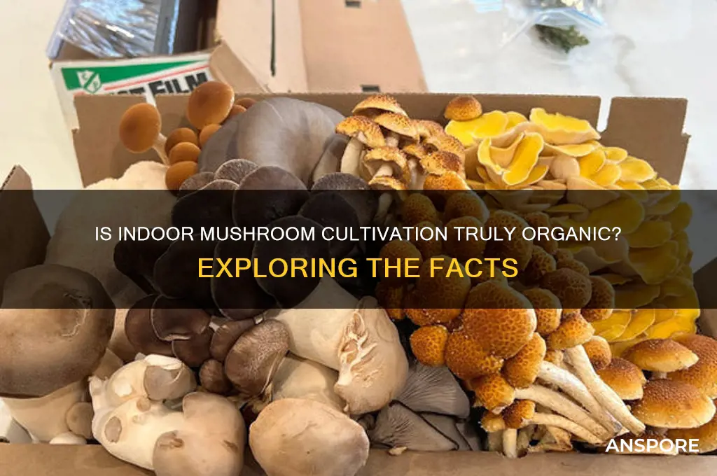 is growing mushroom indoors organic