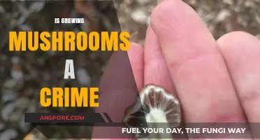 Is Growing Mushrooms Illegal? Understanding the Legalities of Mushroom Cultivation