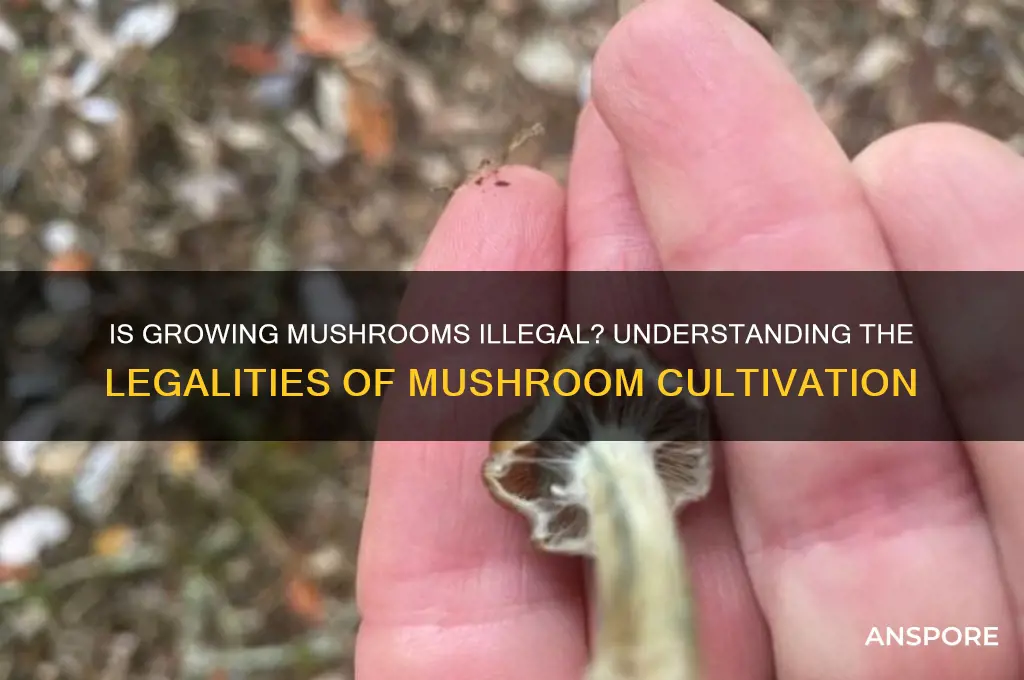 is growing mushrooms a crime