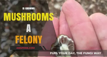 Is Growing Mushrooms a Felony? Legal Insights and Risks Explained