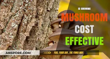 Is Growing Mushrooms Cost-Effective? A Comprehensive Analysis for Beginners