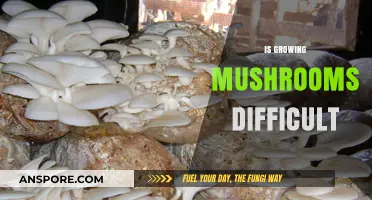 Is Growing Mushrooms Difficult? A Beginner's Guide to Cultivation