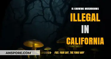 Is Growing Mushrooms Illegal in California? Legal Insights Revealed