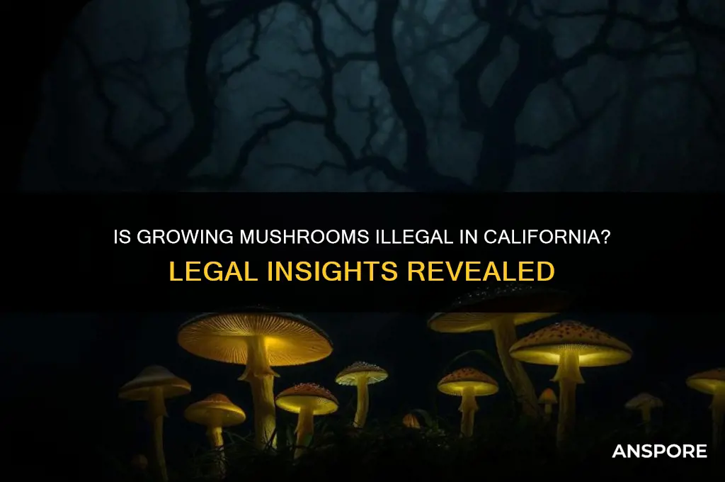 is growing mushrooms illegal in california