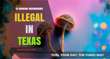 Is Growing Mushrooms Illegal in Texas? Legal Insights Explained
