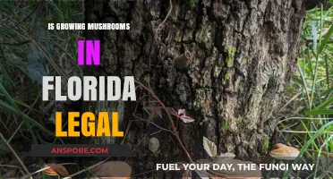 Is Growing Mushrooms in Florida Legal? A Comprehensive Guide