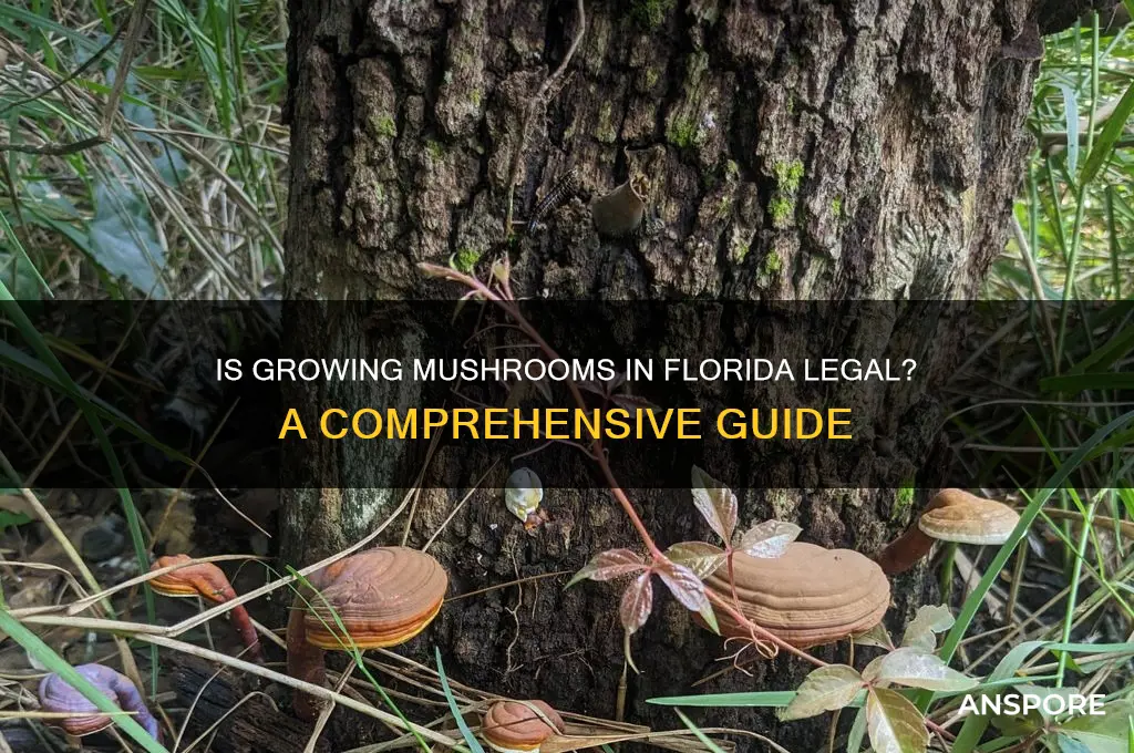 is growing mushrooms in florida legal
