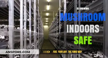 Is Indoor Mushroom Cultivation Safe? A Comprehensive Guide to Growing Mushrooms at Home