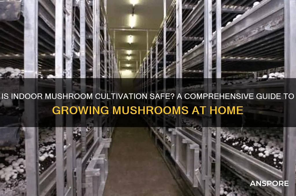 is growing mushrooms indoors safe