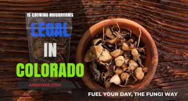 Is Growing Mushrooms Legal in Colorado? A Comprehensive Guide