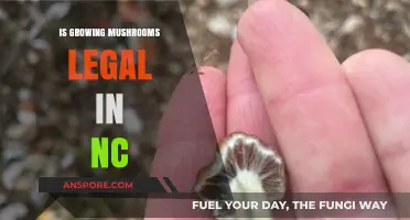 Is Growing Mushrooms Legal in NC? Understanding the Laws