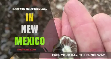 Is Growing Mushrooms Legal in New Mexico? A Comprehensive Guide