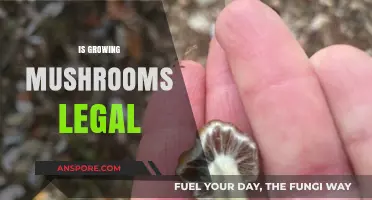 Is Growing Mushrooms Legal? Understanding the Laws and Regulations