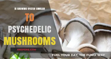 Growing Oysters vs. Psychedelic Mushrooms: Cultivation Differences Explained