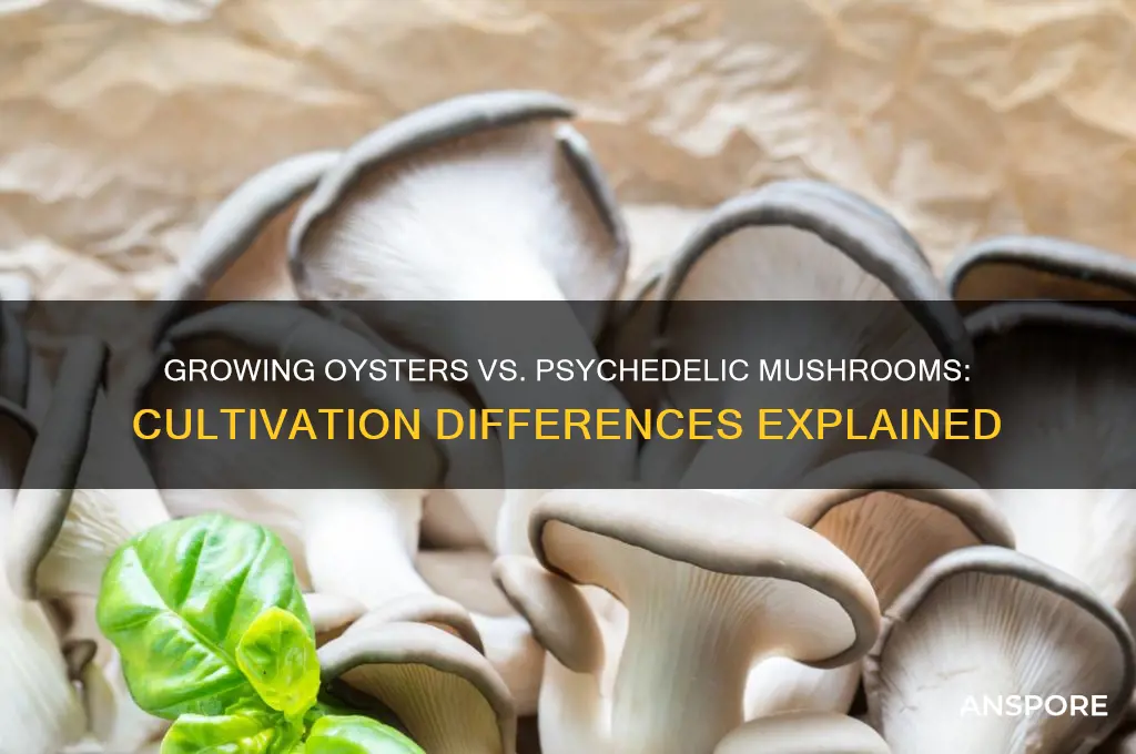 is growing oyster similar to psychedelic mushrooms