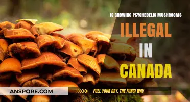 Is Growing Psychedelic Mushrooms Illegal in Canada? Legal Insights