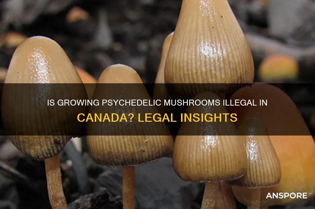 is growing psychedelic mushrooms illegal in canada
