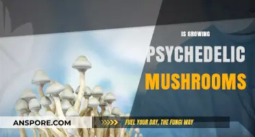 Cultivating Psychedelic Mushrooms: Legal, Ethical, and Practical Considerations