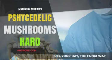 Growing Psychedelic Mushrooms: A Challenging Yet Rewarding Home Cultivation Journey