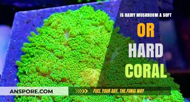Hairy Mushroom: Unveiling Its Classification as Soft or Hard Coral