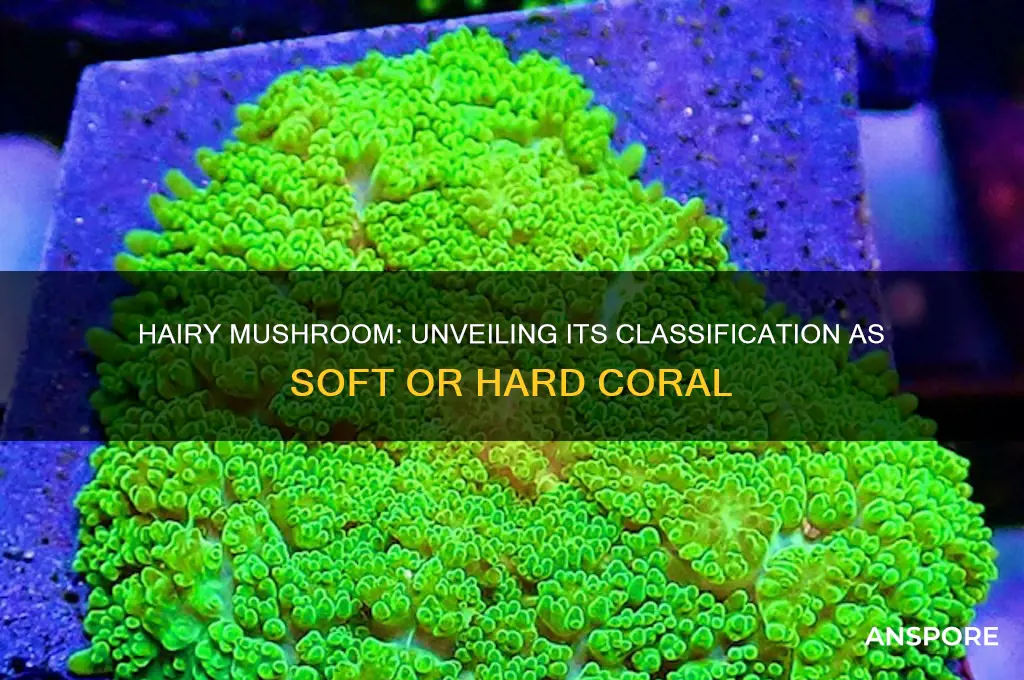 is hairy mushroom a soft or hard coral