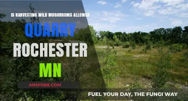 Harvesting Wild Mushrooms in Rochester MN Quarry: Legal or Not?