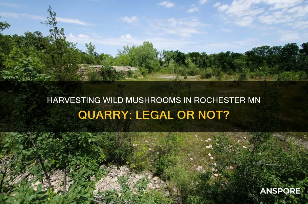 is harvesting wild mushrooms allowed quarry rochester mn