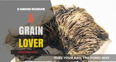 Hawaiian Mushroom's Grain Affinity: Unveiling Its Unique Dietary Preferences