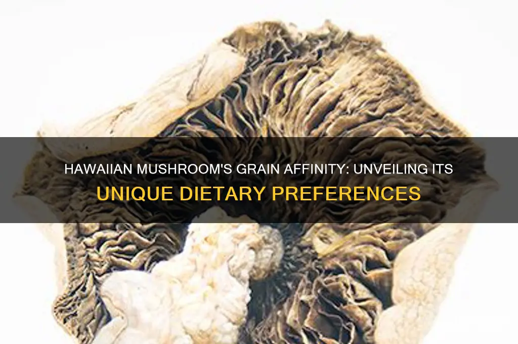 is hawaiian mushroom a grain lover