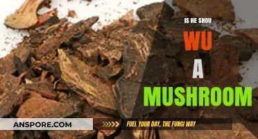 Is He Shou Wu a Mushroom? Unveiling the Truth About This Herb