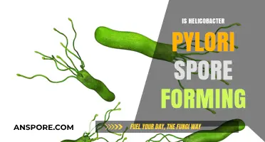 Helicobacter Pylori: Spore-Forming Capabilities Explained and Debunked