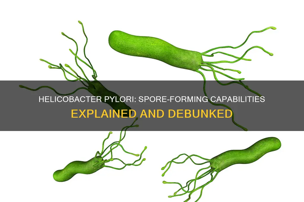 is helicobacter pylori spore forming
