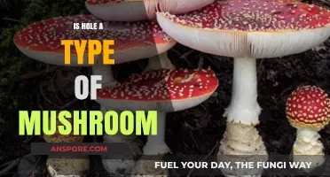 Is Hole a Mushroom? Unraveling the Myth and Facts