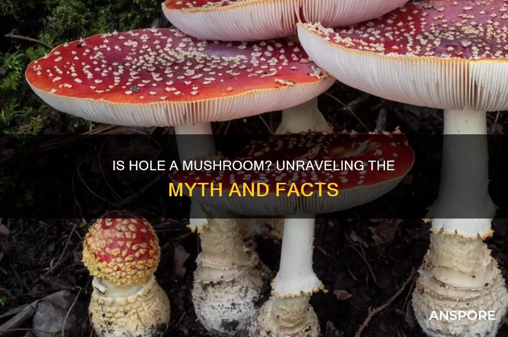 is hole a type of mushroom