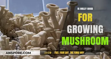 Can Holly Boost Mushroom Growth? Exploring Substrate Potential and Benefits