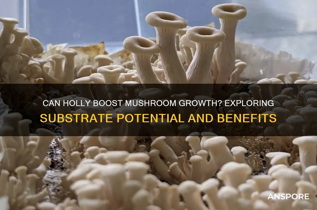 is holly good for growing mushrooms